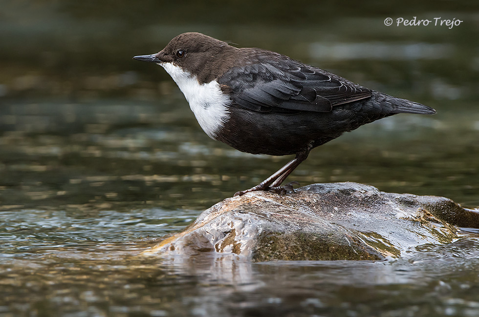 Mirlo acuatico (Cinclus cinclus)